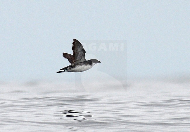 Peruvian Diving Petrel (Pelecanoides garnotii) in flight over the Humboldt Current in the pacific ocean off Lima, Peru. Flying past. stock-image by Agami/Laurens Steijn,