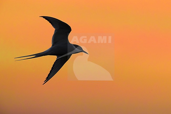 Flying adult Arctic Tern (Sterna paradisaea) in breeding plumage in Iceland during spring. In flight against a stunning colored sky. stock-image by Agami/Daniele Occhiato,