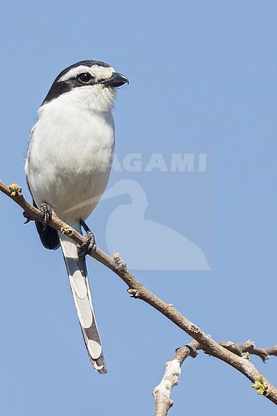 Southern Fiscal (Lanius collaris) perched on a branch in Tanzania. stock-image by Agami/Dubi Shapiro,