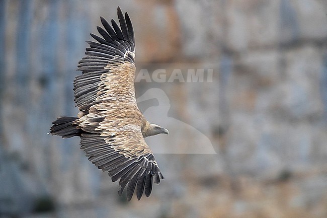 Griffon Vulture; Gyps fulvus stock-image by Agami/Daniele Occhiato,