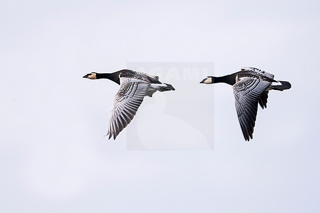 Barnacle Goose - Nonnengans - Branta leucopsis, Germany, adult stock-image by Agami/Ralph Martin,