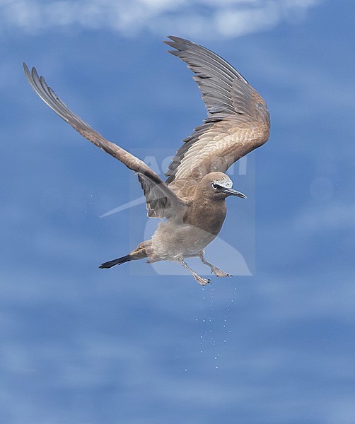 Brown Noddy (Anous stolidus), also known as or common noddy. At sea near the Solomon islands. stock-image by Agami/Marc Guyt,