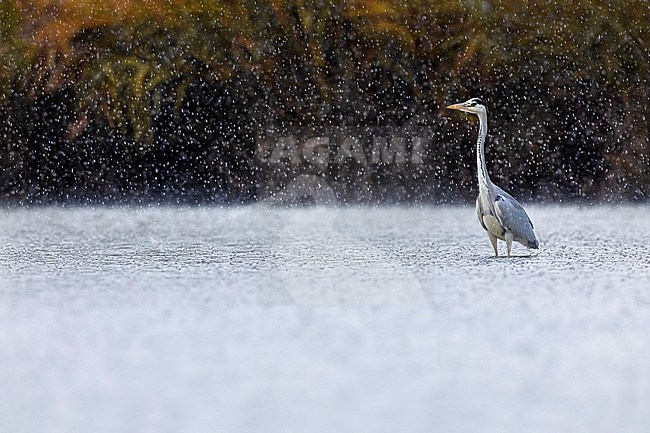 Grey Heron (Ardea cinerea) in Italy. stock-image by Agami/Daniele Occhiato,