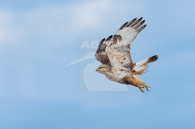 Adult light morph
Mackinac Co., MI
April 2025 stock-image by Agami/Brian E Small,