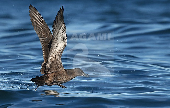 Sooty Shearwater (Ardenna grisea) is a widespread species. stock-image by Agami/Eduard Sangster,