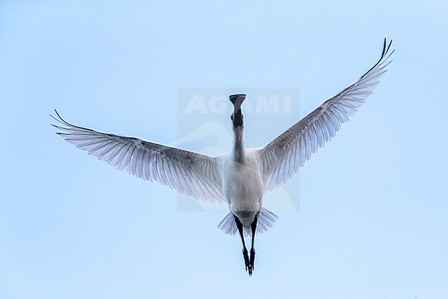 Immature Royal spoonbill (Platalea regia) in flight in New Zealand. Also known as the black-billed spoonbill. stock-image by Agami/Marc Guyt,