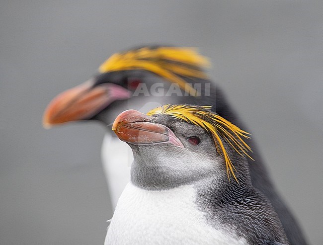 Royal Penguin (Eudyptes schlegeli) on Macquarie islands, Australia. Adult standing on the beach with another bird in the background. stock-image by Agami/Marc Guyt,