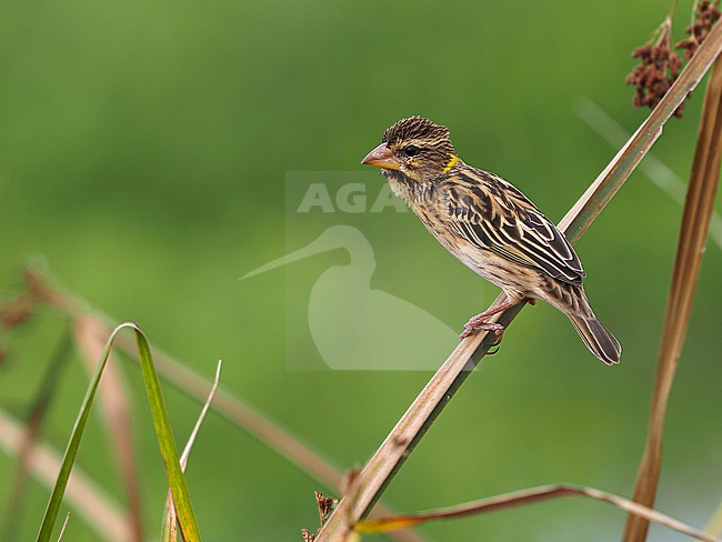 Streaked Weaver (Ploceus manyar) at Pathum Thani Rice Research Center, Pathum Thani, Thailand. stock-image by Agami/James Eaton,