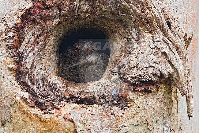 Barred Owlet-nightjar (Aegotheles bennettii)  looking out from hole in roost tree, Varirata National Park Papua New Guinea stock-image by Agami/Dubi Shapiro,