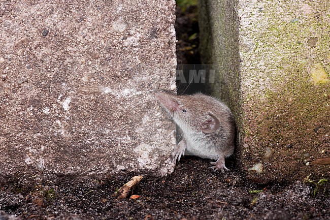 Huisspitsmuis op de grond; Greater White-toothed Shrew on the ground stock-image by Agami/Theo Douma,