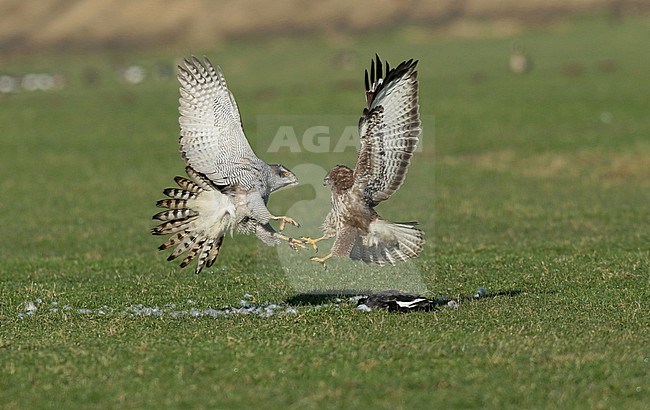 Female Northern Goshawk defends her prey, a juvenile dark-bellied brent goose, against a Common Buzzard. She ends up leaving her prey. stock-image by Agami/Renate Visscher,