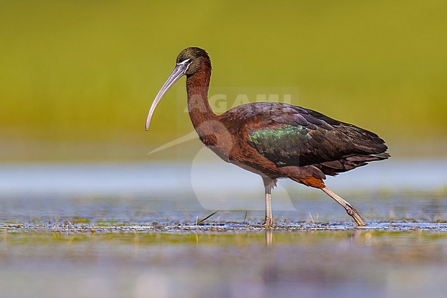 Glossy Ibis, Plegadis falcinellus, in Italy. stock-image by Agami/Daniele Occhiato,