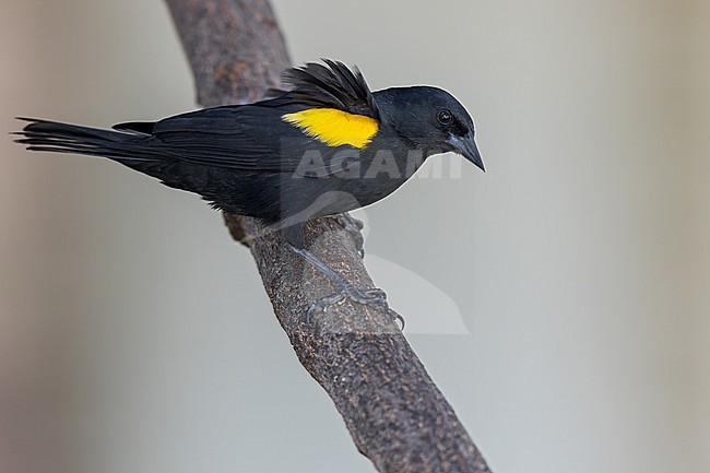 Yellow-shouldered Blackbird (Agelaius xanthomus) Perched on a branch in Puerto Rico stock-image by Agami/Dubi Shapiro,