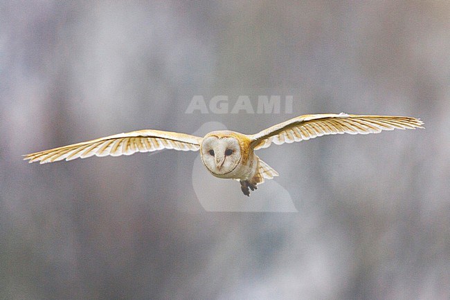 Barn Owl (Tyto alba) in flight in the Netherlands. Seen during the day, a rare sighting. stock-image by Agami/Menno van Duijn,