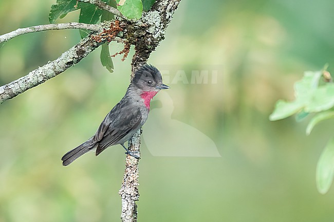 Adult male
Nuevo Leon, Mexico
May 2022 stock-image by Agami/Brian E Small,