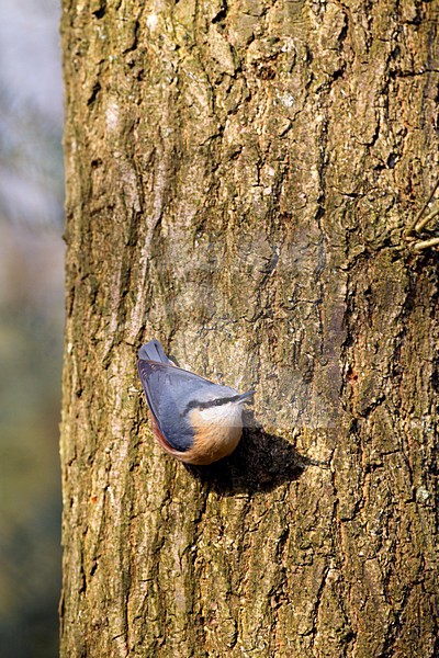 Boomklever zittend tegen een boom Nederland, Eurasian Nuthatch perched at a tree Netherlands stock-image by Agami/Roy de Haas,