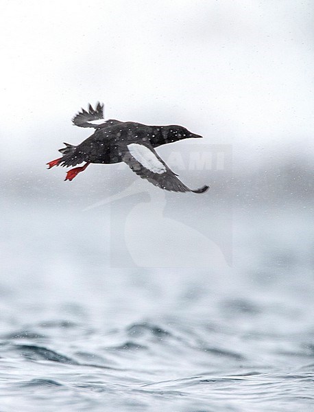 Black Guillemot (Cepphus grylle) in summer plumage flying in harbor of Vadso in arctic Norway. stock-image by Agami/Marc Guyt,