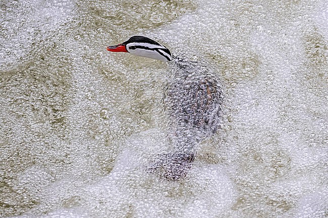 Male Torrent Duck (Merganetta armata) in northern Peru. stock-image by Agami/Pete Morris,