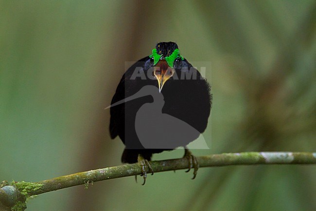 Male Velvet Asity (Philepitta castanea) perched. stock-image by Agami/Dubi Shapiro,