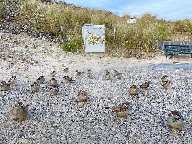 Flcok of House Sparrows on the ground in the dunes of Wassenaar, Netherlands. stock-image by Agami/Arnold Meijer,