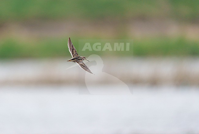 Jack Snipe (Lymnocryptes minimus) on migration flying against a background of water and green vegetation showing upperparts and fully streched wings stock-image by Agami/Ran Schols,