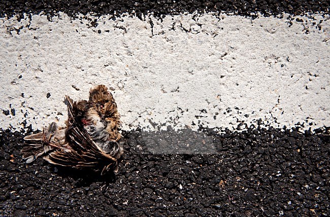 Boomleeuwerik doodgereden, Wood Lark roadkill stock-image by Agami/Marten van Dijl,