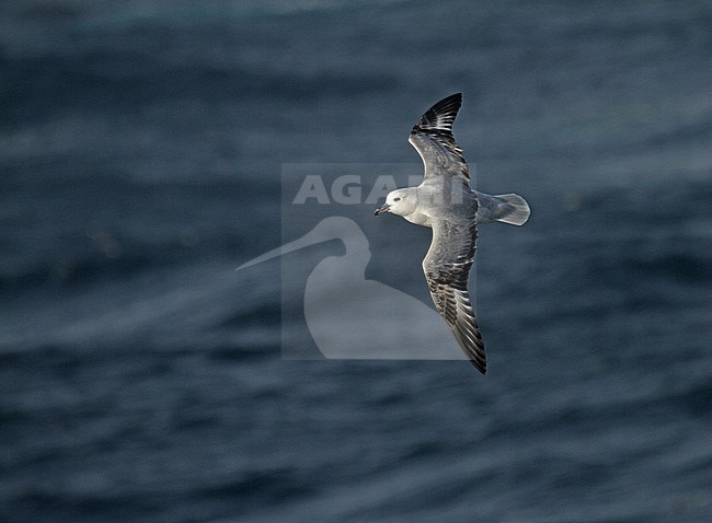 Southern Fulmar (Fulmarus glacialoide) flying over the souther Atlantic Ocean near Antarctica. stock-image by Agami/Pete Morris,