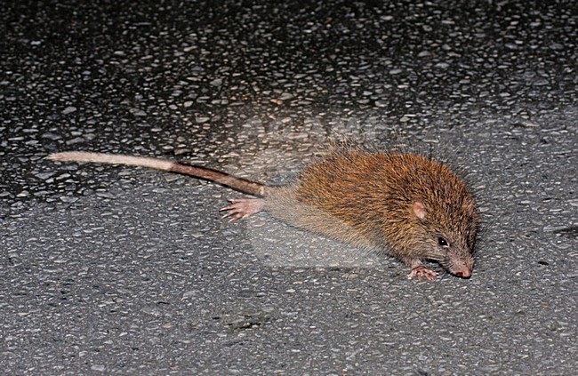 Ryukyu rat, Ryukyu long-tailed giant rat stock-image by Agami/Pete Morris,