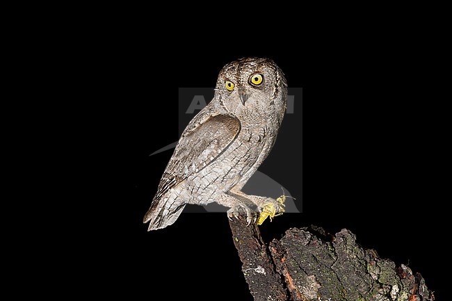 Eurasian Scops Owl (Otus scops) stock-image by Agami/Alain Ghignone,