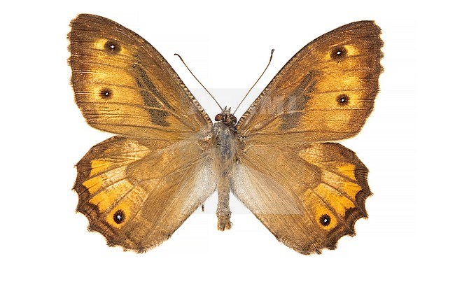 Grayling, Heivlinder, Hipparchia semele stock-image by Agami/Wil Leurs,