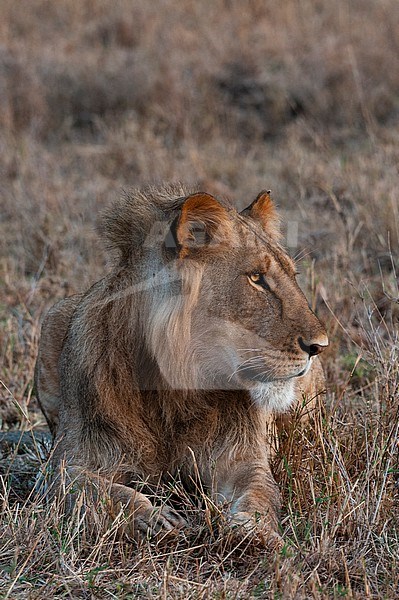 Portrait of a male lion, Panthera leo, at rest. Masai Mara National Reserve, Kenya. stock-image by Agami/Sergio Pitamitz,