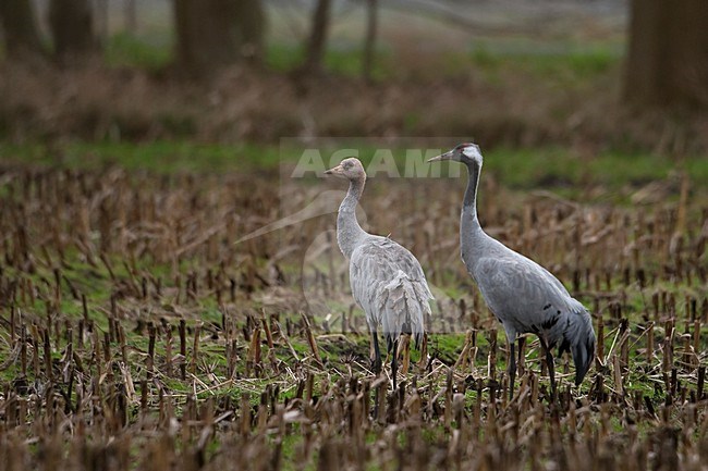 Kraanvogel met jong in maisland stock-image by Agami/Han Bouwmeester,