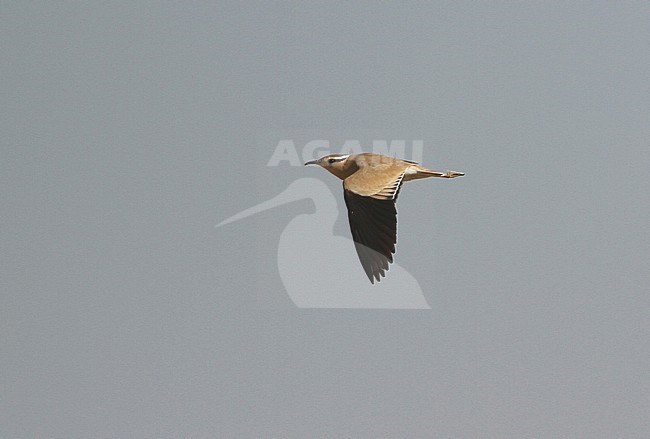 Renvogel in vlucht; Cream-coloured Courser (Cursorius cursor) in flight stock-image by Agami/James Eaton,