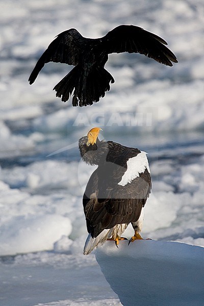 Stellers Sea-eagle (Haliaeetus pelagicus) off Rausu, Japan stock-image by Agami/Marc Guyt,
