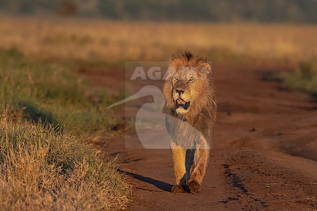 The early morning light illuminate a male lion, Panthera leo, walking on a road. Seronera, Serengeti National Park, Tanzania stock-image by Agami/Sergio Pitamitz,