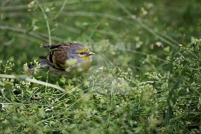 Corsican Finch - Korsengirlitz - Carduelis corsicana, France (Corsica), presumed 2nd cy, male stock-image by Agami/Ralph Martin,