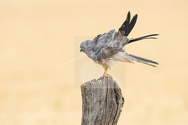 Male Montagu's Harrier (Circus pygargus) perched on a pole in Spain stock-image by Agami/Alain Ghignone,