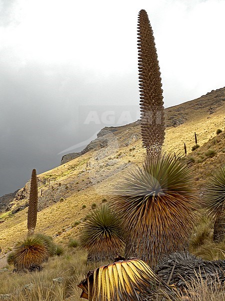 Puya raimondi in Central Peru, the largest species of bromeliad in the world and is restricted to the high Andes between the 3000 and 4800 meter elevation. stock-image by Agami/Pete Morris,
