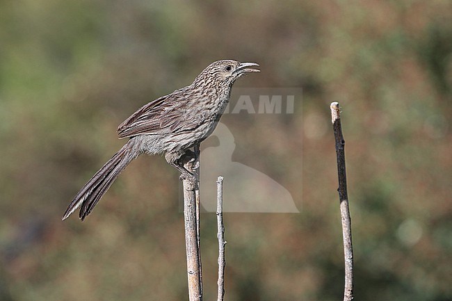 Singing Giant Babax (Pterorhinus waddelli) on Tibetan plateau, Qinghai, China. stock-image by Agami/James Eaton,
