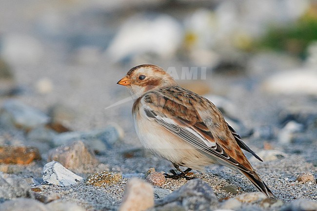 Snow Bunting (Plectrophenax nivalis nivalis) on a beach on a Wadden Island in northern Germany. Seen on the back, showing rump. stock-image by Agami/Ralph Martin,