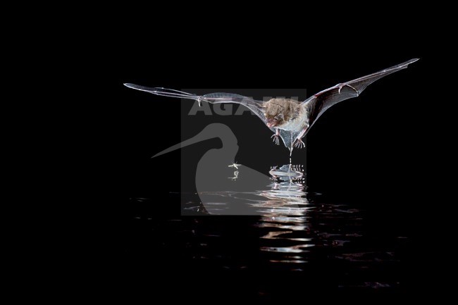 Watervleermuis jagend boven water; Daubentons bat hunting near water stock-image by Agami/Theo Douma,