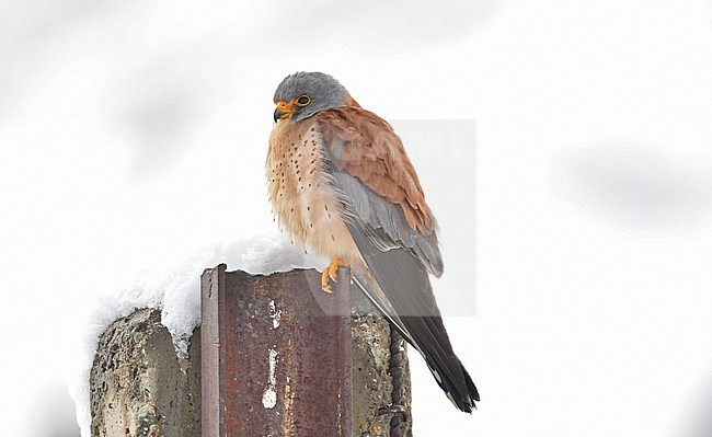 Lesser Kestrel is common in the wide fields of southern Kazachstan, where close to the Tien Shan mountains weather can change quickly. stock-image by Agami/Eduard Sangster,
