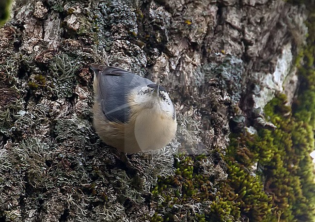 Displaying Algerian Nuthatch (Sitta ledanti).
A small population of this bird species survives in an Oak forest near Bou Afroune forest, Djimla in Algeria. stock-image by Agami/Kris de Rouck,