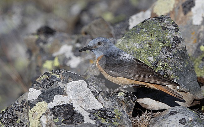Adult male Common Rock Thrush (Monticola saxatilis) perched on a rock at the Cantabrian Mountains, Castillia y Leon, Spain stock-image by Agami/Helge Sorensen,