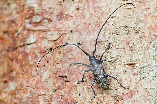 Monochamus sutor - Schusterbock, Germany, imago, male stock-image by Agami/Ralph Martin,