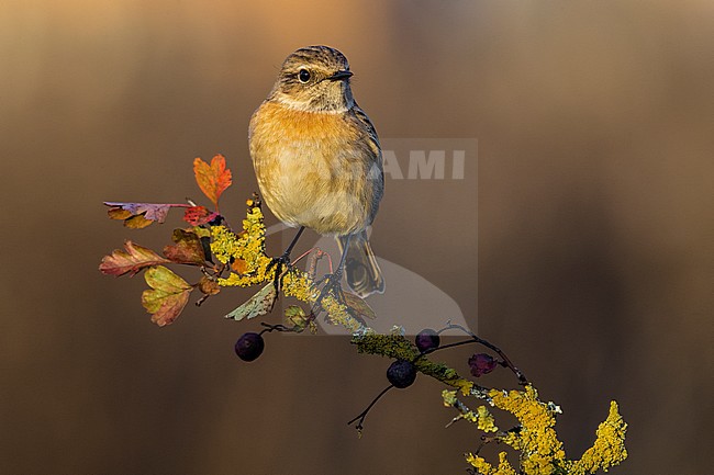 Wintering female European Stonechat (Saxicola rubicola) in Italy. stock-image by Agami/Daniele Occhiato,