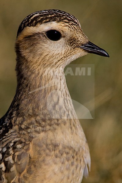 Juveniele Morinelplevier; Juvenile Eurasian Dotterel stock-image by Agami/Daniele Occhiato,