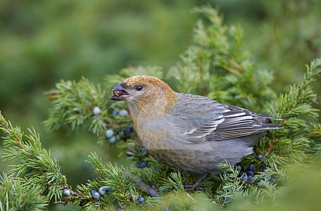 Foeragerend vrouwtje Haakbek, Foraging female Pine Grosbeak stock-image by Agami/Markus Varesvuo,