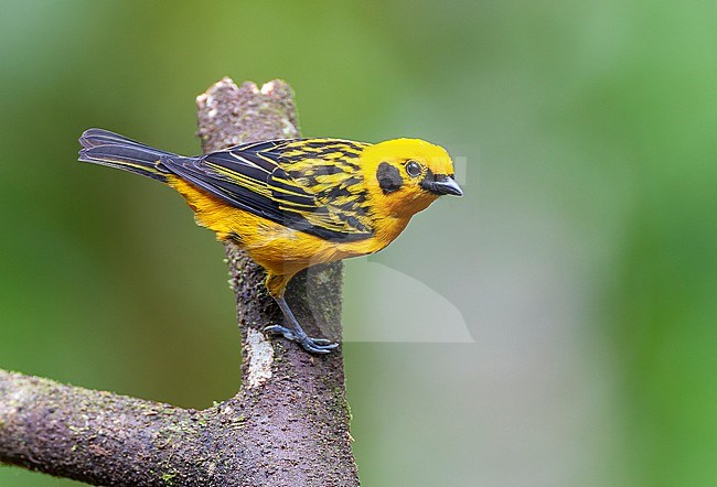 Golden Tanager (Tangara arthus goodsoni) at Milpe in subtropical western Ecuador. stock-image by Agami/Marc Guyt,