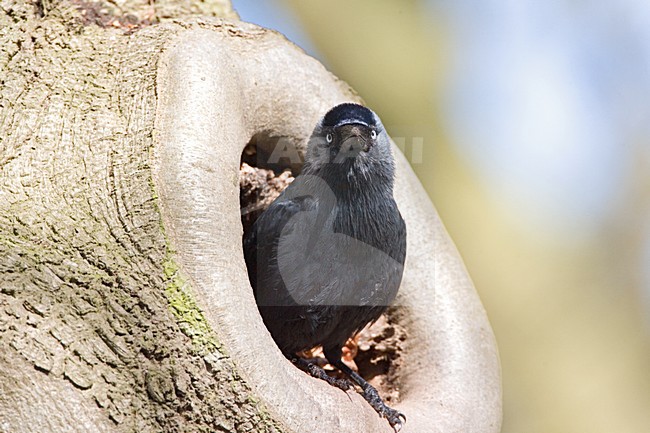 Kauw in nestopening; Western Jackdaw in nestentrance stock-image by Agami/Marc Guyt,
